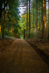 Path in the forrest in Ermelo the netherlands