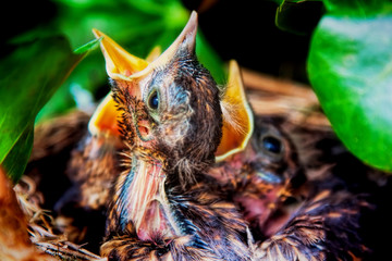 Blackbird chicks