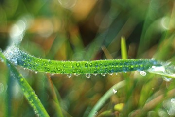 Morning dew water drops photo