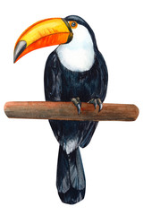 tropical birds, toucan on an isolated white background, watercolor illustration.  - obrazy, fototapety, plakaty