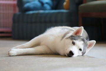 dog sleeping on floor in living room. Siberian Husky lying in house. Lazy dog.