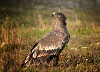 Steppe Eagle, Aquila nipalensis, sitting in the grass on meadow.
