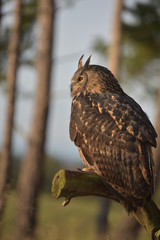 Eurasian Eagle Owl (Bubo bubo) in  forest. 