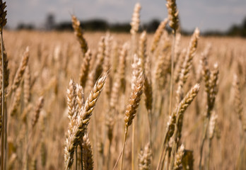 Fototapeta premium ears of wheat on the field