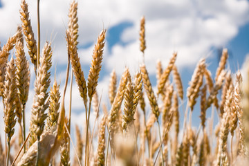 Fototapeta premium ears of wheat on the field