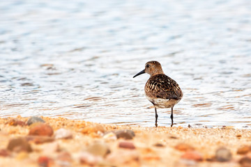 Dunlin on a beach, watching the ocean