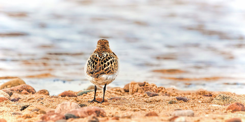 Dunlin standing on a beach looking out to sea