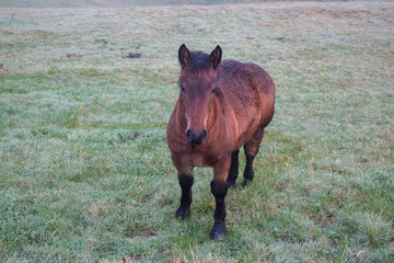 Brown horse at farmland early in the morning. Beautiful horse looking at the camera. Pasture...