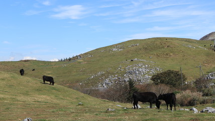 天空の高原　四国カルスト