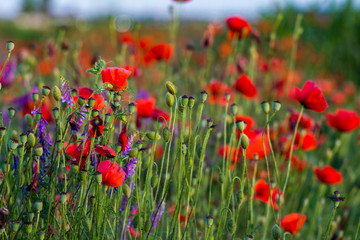 red poppy flowers and heads