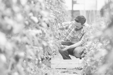 Attractive young male farmer picking  organic healthy red juicy tomatoes from his hot green house