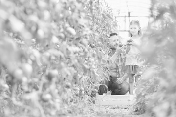 Attractive young male farmer and his young daughter picking  organic healthy red juicy tomatoes from his hot green house