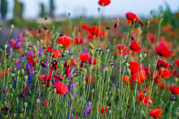 red poppy flowers and heads