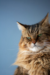 Moose, the Maine Coon Cat stares disapprovingly in front of a blue background © DavidGillisDesign