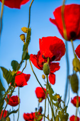 Fototapeta na wymiar red poppy flowers and heads close up image