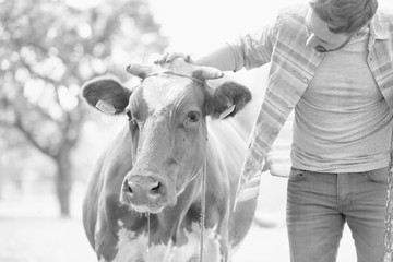 Male farmer checking on his herd and rubbing a healthy organic cow on a farm