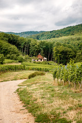 walk through the French vineyards of Alsace