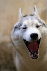 Siberian Husky yawning portrait. Dog sleepy action.