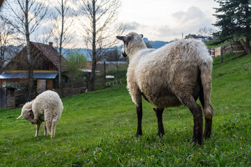 Young white sheeps eating green grass on the field pasture