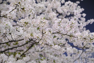 Yo Sakura (Night) / Cherry Blossoms at Shibuya Station