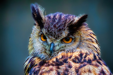 European Eagle Owl portrait