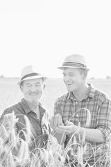 Black and white photo of mature farmer showing wheat grains to senior farmer in field