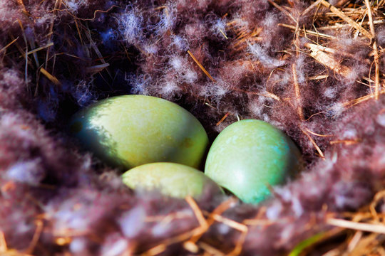 Eider duck nest with eggs