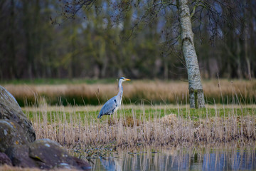 Heron