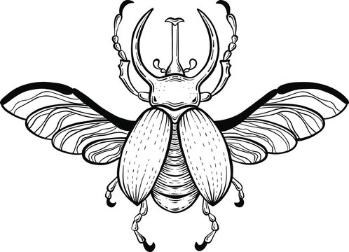bug vector illustration isolated on white background, sketch tattoo style, element for esoteric, magic, boho design