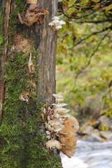 mushrooms on a tree in the forest