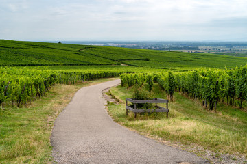Fototapeta na wymiar walk through the French vineyards of Alsace