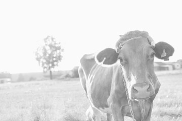 Black and white photo of cow in field