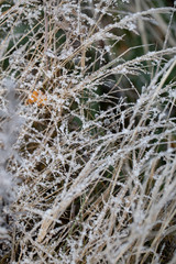 Background of autumn leaves in the frost to october or november