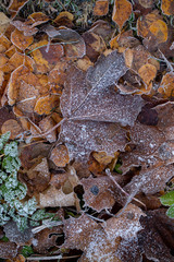 Background of autumn leaves in the frost to october or november