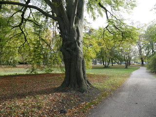 Baume im Park