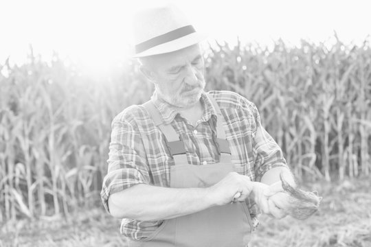 Black and white photo of Senior farmer standing in corn field