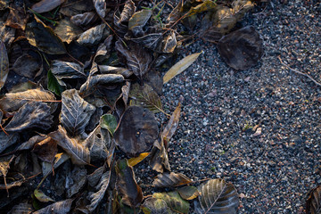 Background of autumn leaves in the frost to october or november