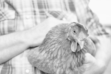 Black and white photo of mature farmer carrying hen in farm