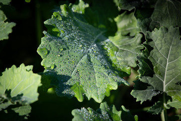 Tautropfen auf Blättern