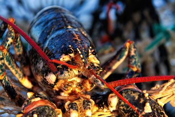 Lobster on a lobster creel