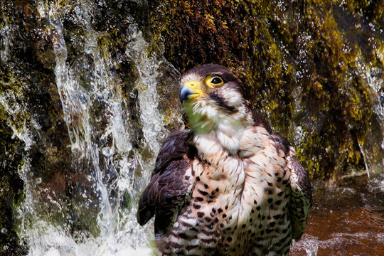 Lanner falcon by a waterfall