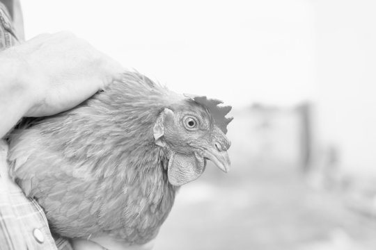Black and white photo of mature farmer carrying hen in farm