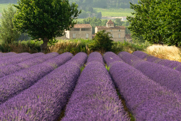 Beautiful lavender field in Provence