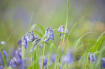 Bluebells