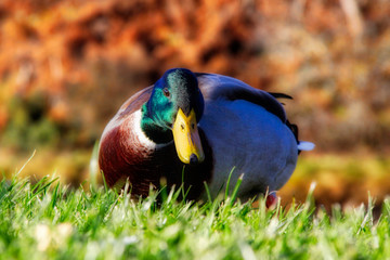 Mallard on a river bank in soft sunshine