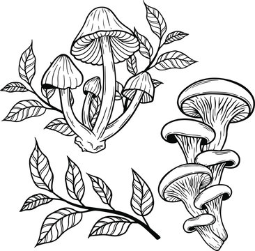 poison mushroom vector hand drawn illustration tattoo sketch style isolated on white