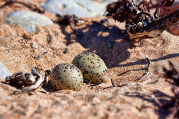 Oystercatcher nest with eggs