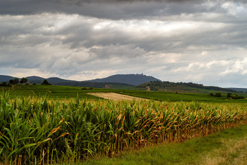 view of the corn field