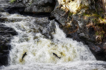 Salmon jumping at Shin Falls in Sutherland