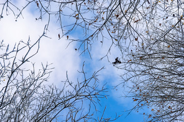 The tops of snowy trees against a blue winter sky. Copy space. Banner.